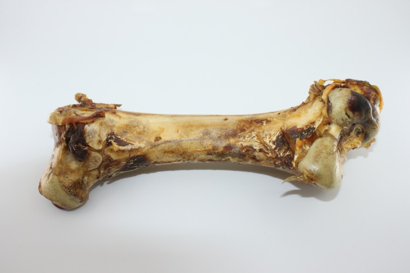 Straussenknochen gross ca.30cm 1 Stück